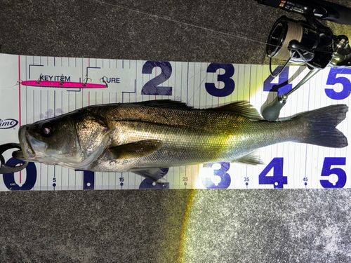 シーバスの釣果
