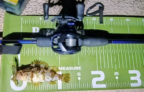 タケノコメバルの釣果