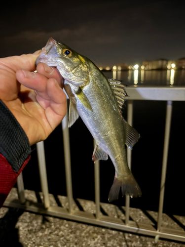 セイゴ（マルスズキ）の釣果