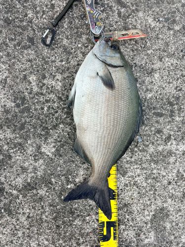 イスズミの釣果