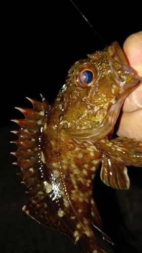 ガシラの釣果
