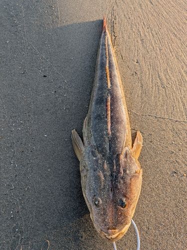 マゴチの釣果