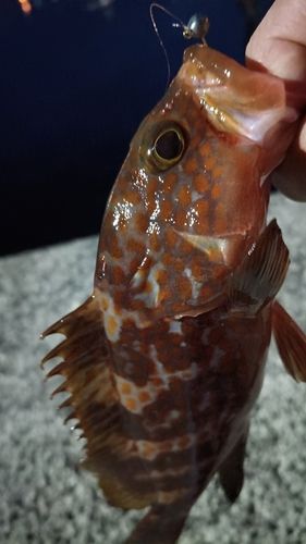 アコウの釣果