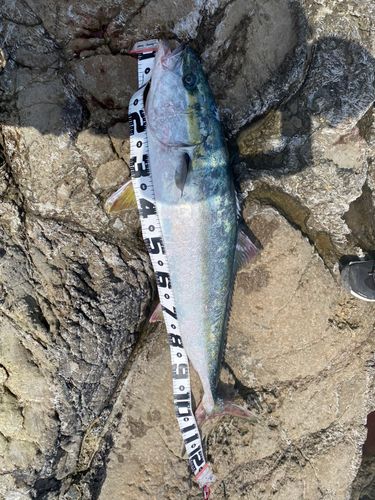 ヒラマサの釣果
