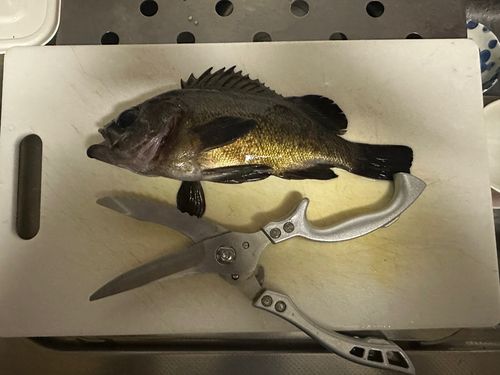 アカメバルの釣果
