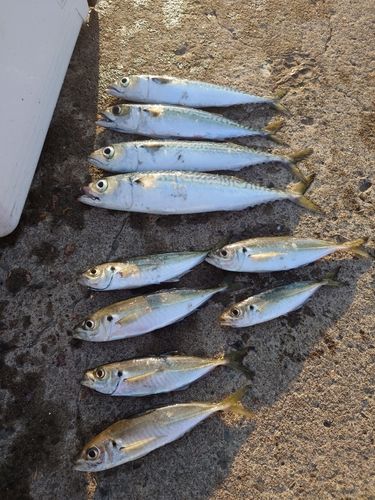 アジの釣果