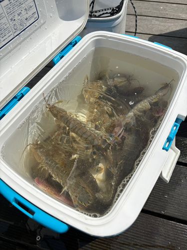 シャコの釣果