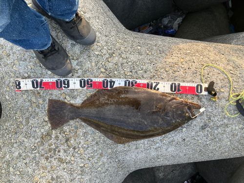 ヒラメの釣果