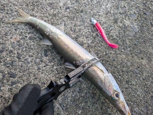 アカカマスの釣果