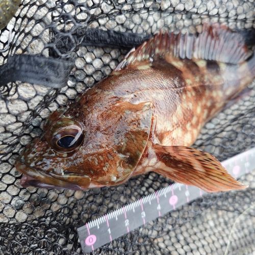 カサゴの釣果