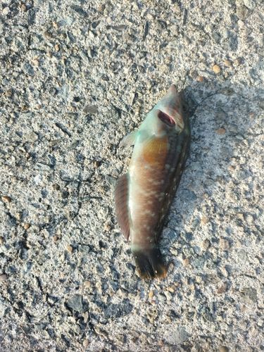 ベラの釣果