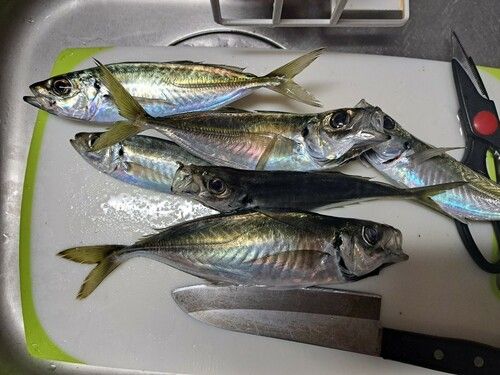 アジの釣果