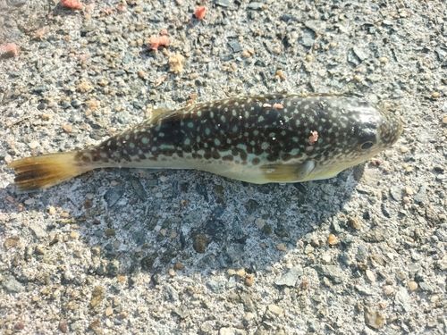 フグの釣果