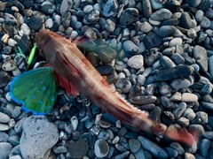 ホウボウの釣果