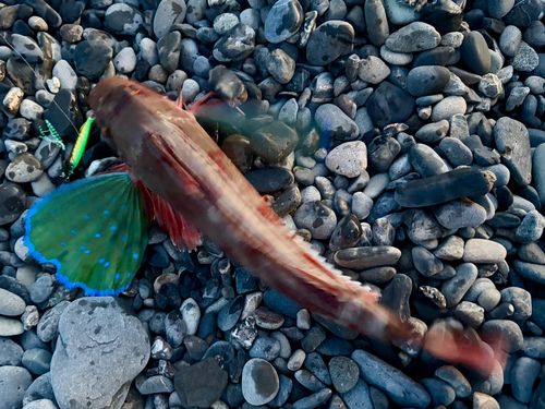 ホウボウの釣果