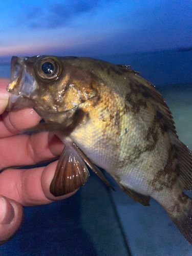 メバルの釣果