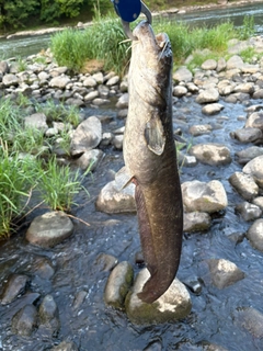 ニホンナマズの釣果