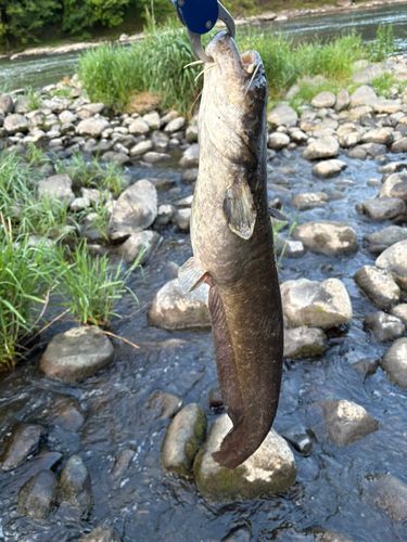 ニホンナマズの釣果