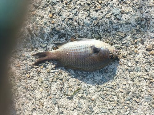 アイスズメダイの釣果