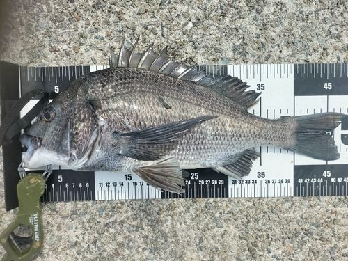 チヌの釣果