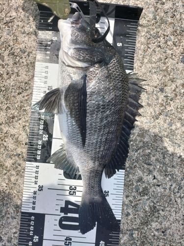 チヌの釣果