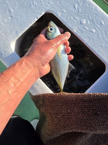 マアジの釣果