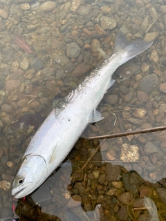 サクラマスの釣果