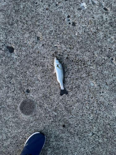 セイゴ（マルスズキ）の釣果