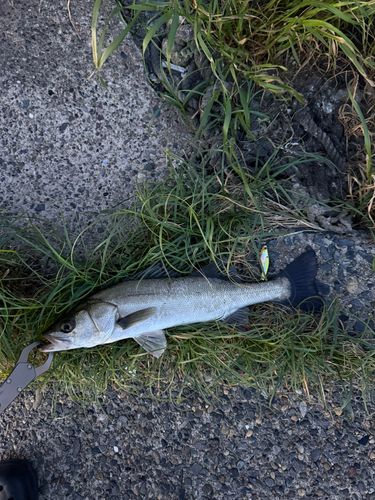 セイゴ（マルスズキ）の釣果