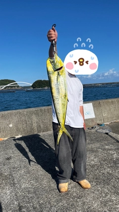 シイラの釣果