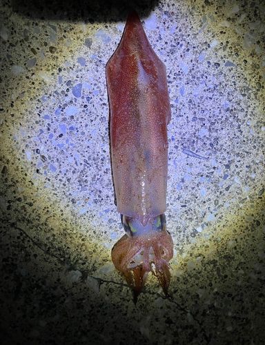 ヤリイカの釣果