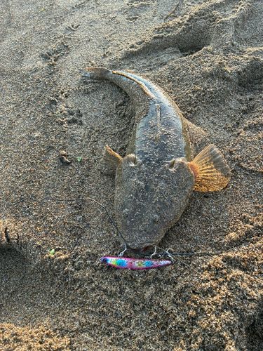 マゴチの釣果