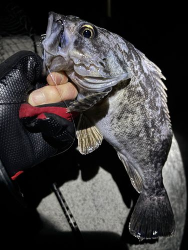 クロソイの釣果
