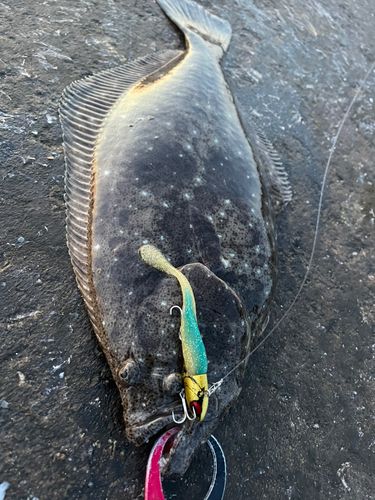 ヒラメの釣果