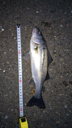 シーバスの釣果