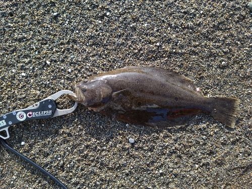 ソゲの釣果