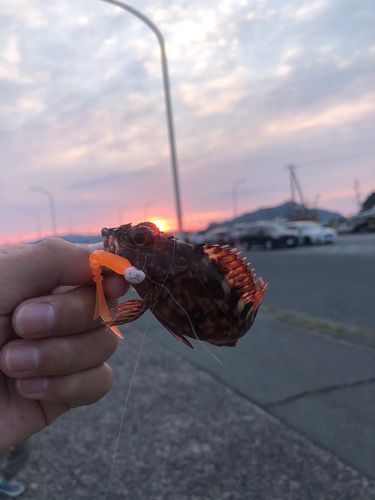 カサゴの釣果