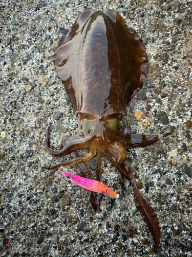 アオリイカの釣果