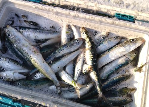 イワシの釣果