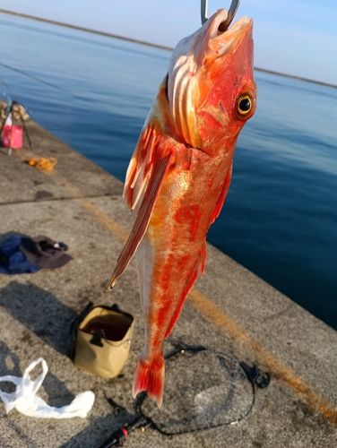 ホウボウの釣果