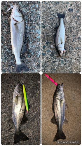 セイゴ（マルスズキ）の釣果