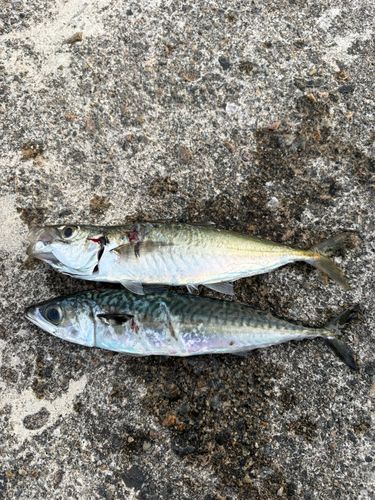 サバの釣果