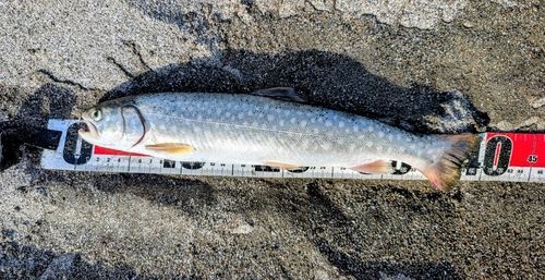 アメマスの釣果
