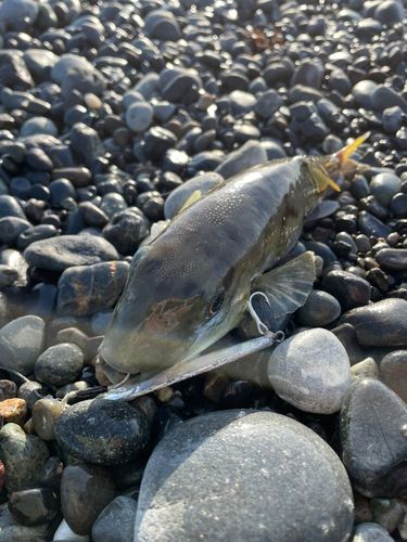 シロサバフグの釣果
