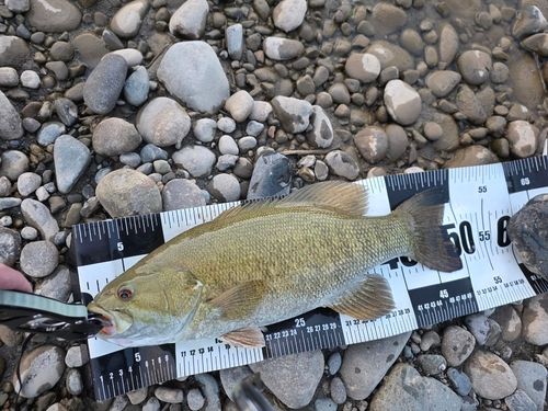 スモールマウスバスの釣果