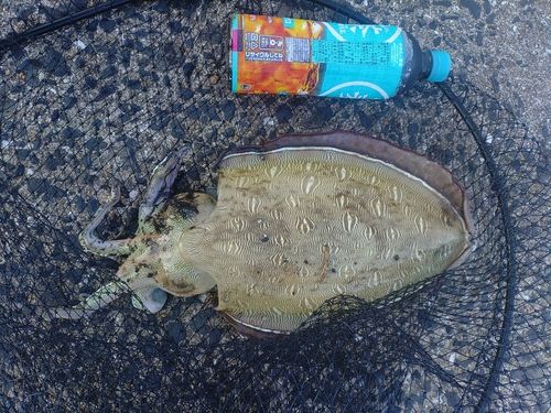 コウイカの釣果