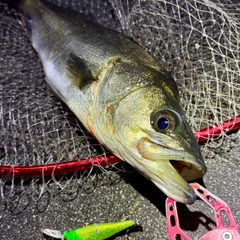 フッコ（マルスズキ）の釣果