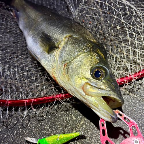 フッコ（マルスズキ）の釣果