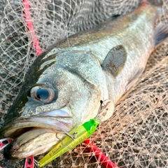 フッコ（マルスズキ）の釣果
