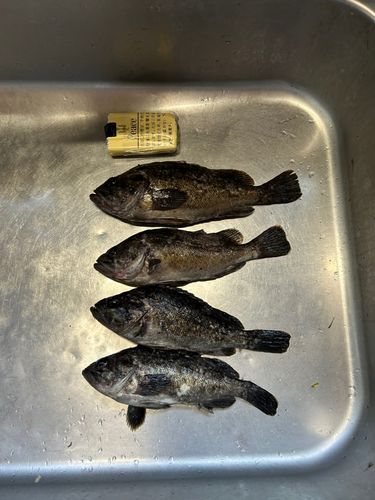 メバルの釣果